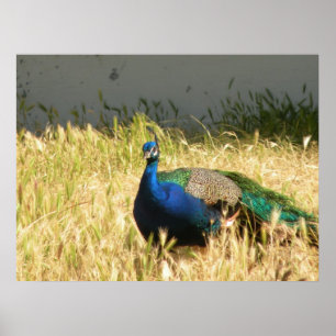 Impression Peacock