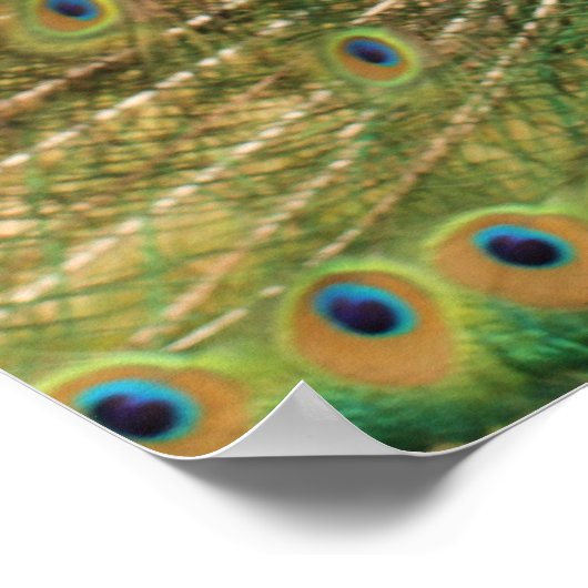 Impression Peacock (Coin)