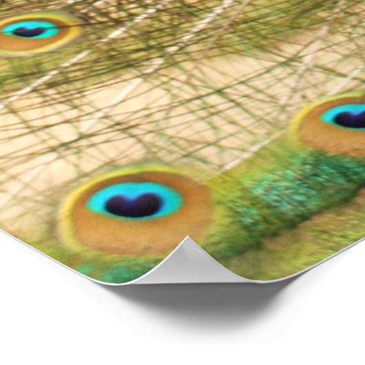 Impression Peacock (Coin)