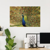 Impression Peacock (Bureau à domicile)