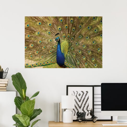 Impression Peacock (Bureau à domicile)