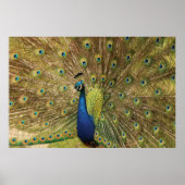 Impression Peacock (Devant)