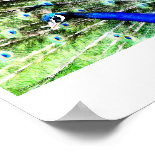 Impression Peacock (Coin)