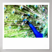 Impression Peacock (Devant)