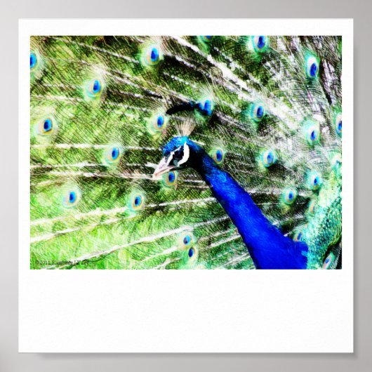 Impression Peacock (Devant)