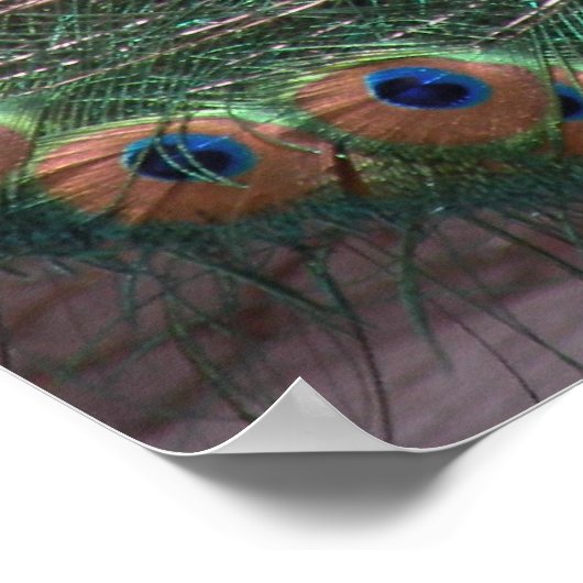 Impression Peacock (Coin)