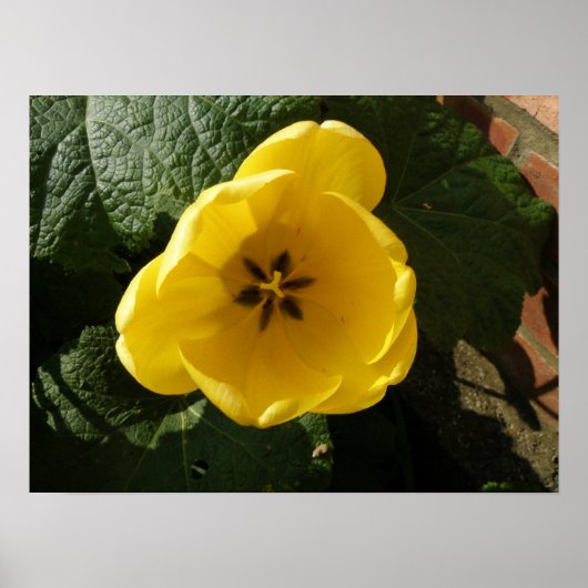 Impression Petite Tulipe jaune (Devant)