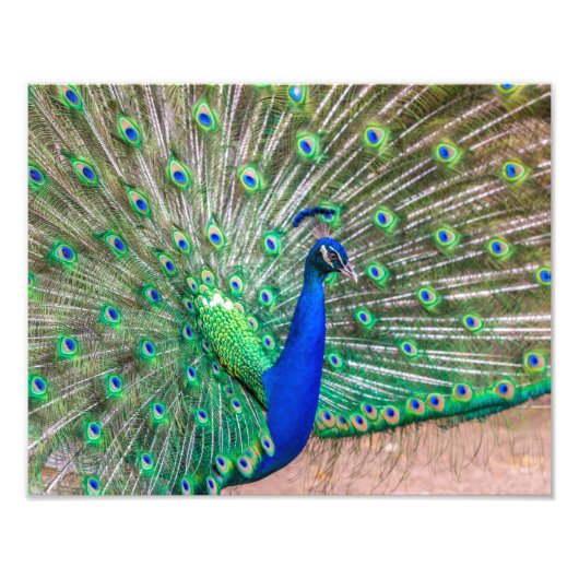 Impression Photo 0601-Peacock (Devant)