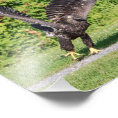 Impression Photo 10x8 Aigle à tête blanche juvénile (Coin)