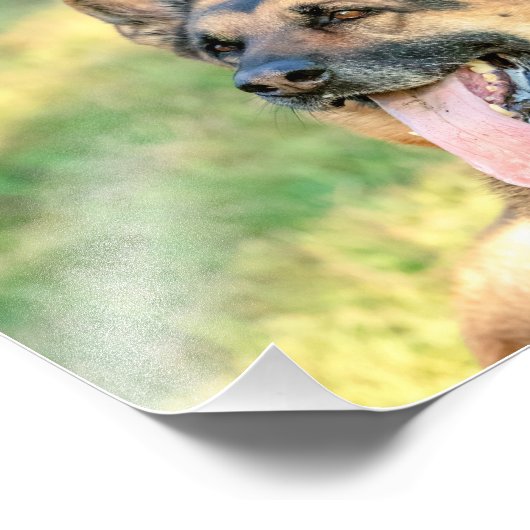 Impression Photo 10x8 allemand Shepard (Coin)