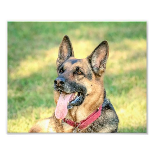 Impression Photo 10x8 allemand Shepard (Devant)