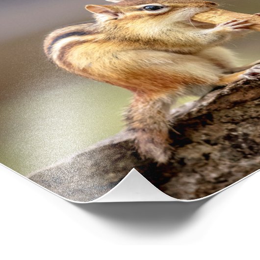 Impression Photo 10x8 Chipmunk mangeant une cacahuète (Coin)