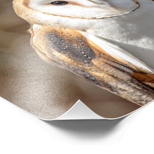 Impression Photo 10x8 Chouette de l'étable (Coin)