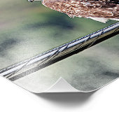 Impression Photo 10x8 Faucon à queue rouge immature (Coin)