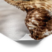 Impression Photo 10x8 Faucon à queue rouge immature au sol (Coin)