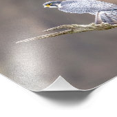 Impression Photo 10x8 Faucon pèlerin à l'Interstate des Palisades (Coin)