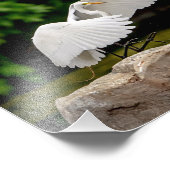 Impression Photo 10x8 Grande aigrette (Coin)