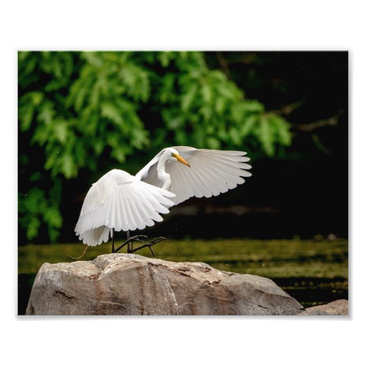 Impression Photo 10x8 Grande aigrette (Devant)