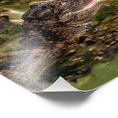 Impression Photo 10x8 Jeune Alligator (Coin)