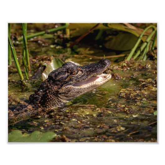 Impression Photo 10x8 Jeune Alligator (Devant)