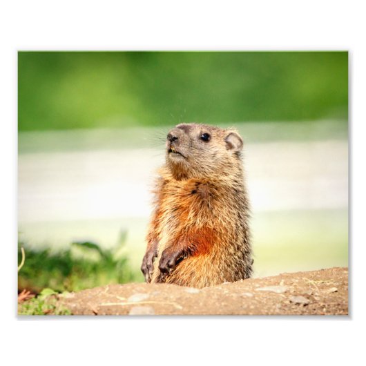 Impression Photo 10x8 Jeune marmotte (Devant)