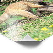 Impression Photo 10x8 Kits Red Fox Jouer (Coin)
