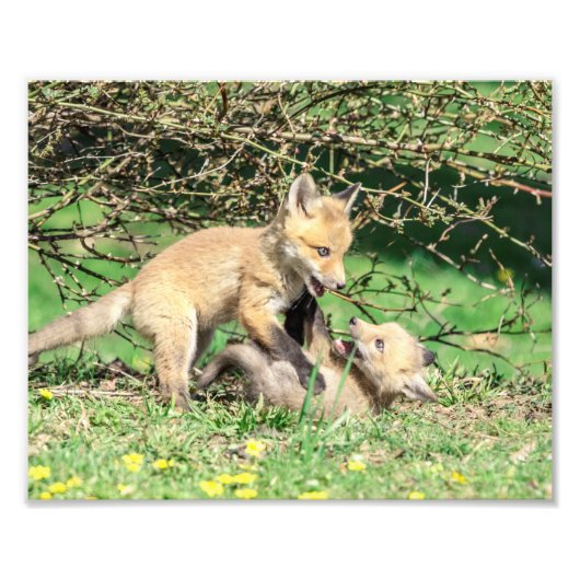 Impression Photo 10x8 Kits Red Fox Jouer (Devant)