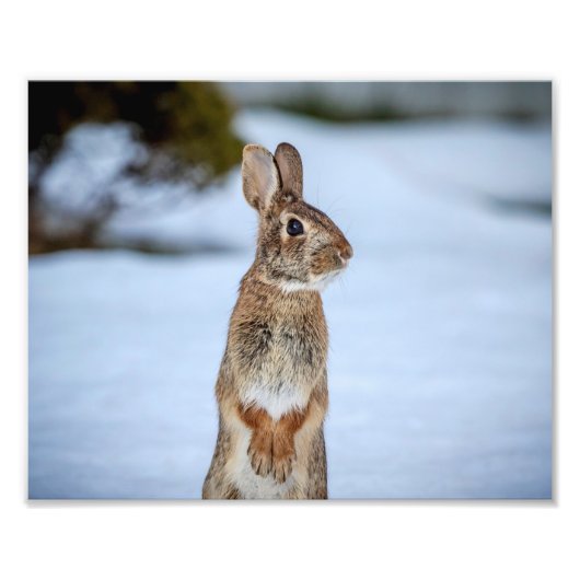 Impression Photo 10x8 Lapin dans la neige (Devant)