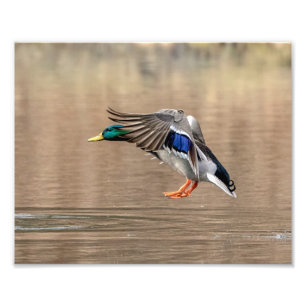 Impression Photo 10x8 Mallard Canard en vol