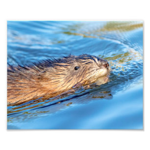Impression Photo 10x8 Muskrat à Vassar Fermes Préservation écologiq