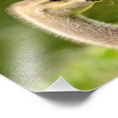 Impression Photo 10x8 Oie canadienne (Gosling) (Coin)