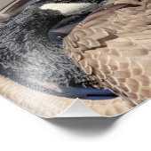 Impression Photo 10x8 Oie du Canada (Coin)