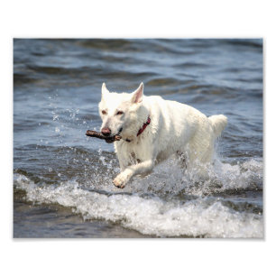 Impression Photo 10x8 Shepard blanc allemand sur le lac George