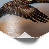 Impression Photo 10x 8 aigle à tête blanche en vol (Coin)