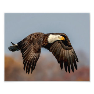 Impression Photo 10x 8 aigle à tête blanche en vol