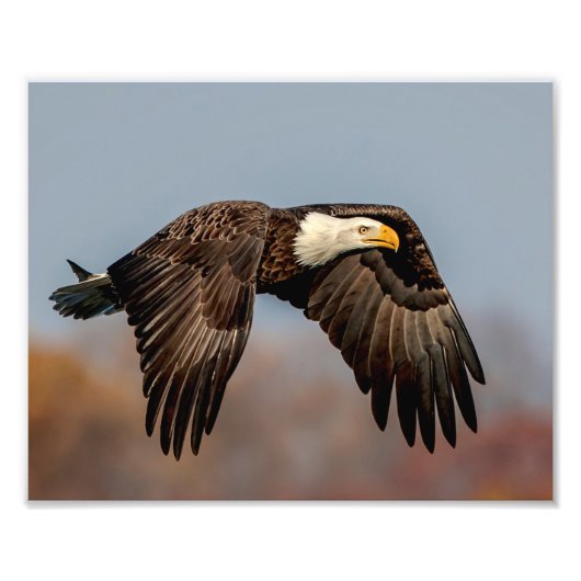 Impression Photo 10x 8 aigle à tête blanche en vol (Devant)
