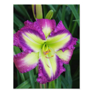 Impression Photo 11 po x 14 po