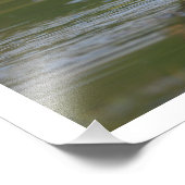 Impression Photo 11 x 14 Canard siffleur à ventre noir (Coin)