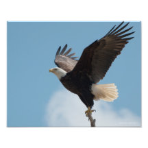 11X14 Aigle à tête blanche prenant l'avion!