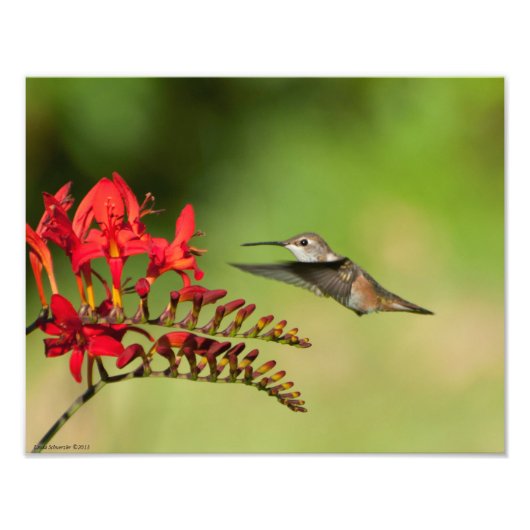 Impression Photo 11X14 Amoureux des colibris (Devant)