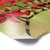 Impression Photo 11X14 Amoureux des colibris (Coin)