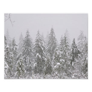 Impression Photo 11X14 Chute de neige sur les sapins