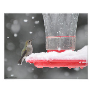 Impression Photo 11X14 Le colibri d'Anna dans la neige