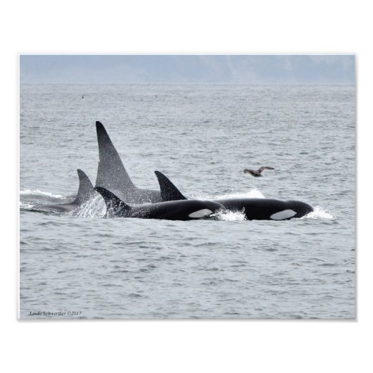 Impression Photo 11X14 Orca Whales - Quatre à l'unisson avec un mou (Devant)
