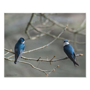 Impression Photo 11X14 Une paire d'hirondelles d'arbre