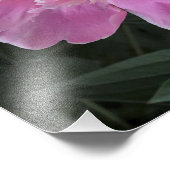 Impression Photo 12"x12" Pink Peony (Coin)