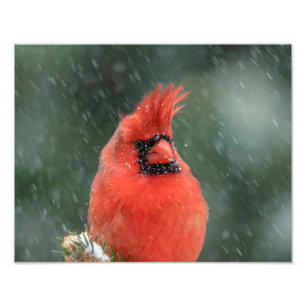 Impression Photo 14x11 Cardinal dans un pin pendant une tempête de
