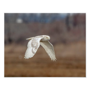 Impression Photo 14x11 Chouette neige en vol