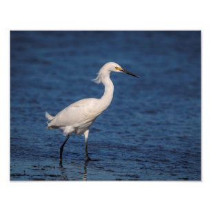 Impression Photo 14x11 Egret de neige sur North Beach