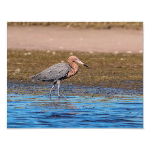 Impression Photo 14x11 Egret rouge sur North Beach